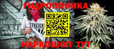 шишки Будённовск